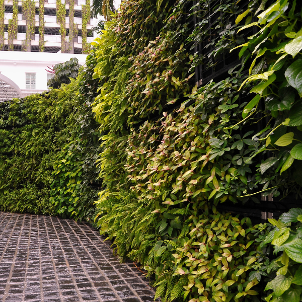 Elmich VGM Green Wall system outdoor living space