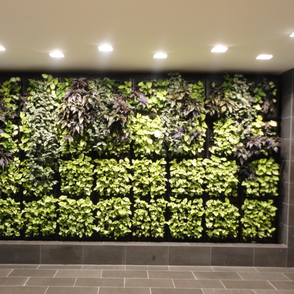 VGM Green Wall commerical installation