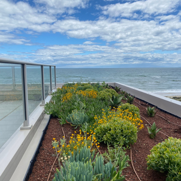 Green Roof Elmich MEP