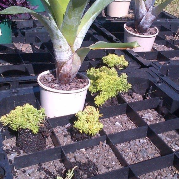 Green Roof Elmich MEP
