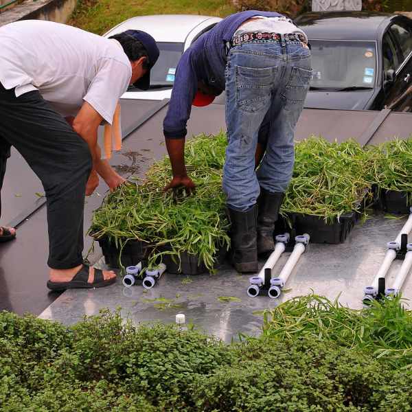 Green Roof Elmich MEP