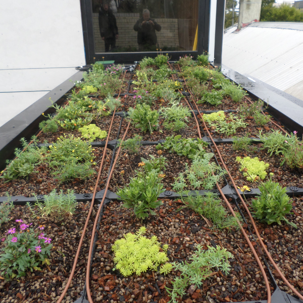 Green Roof Elmich MEP