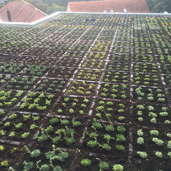 Green Roof Elmich MEP