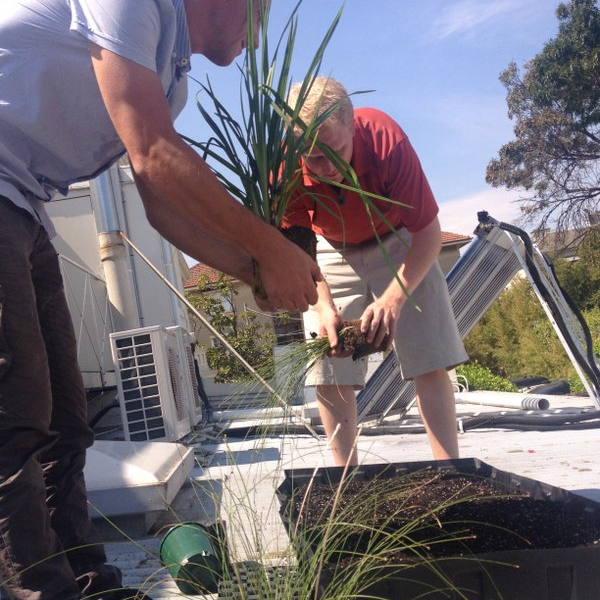 Green Roof Elmich MEP